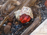 Shell crab at Down Rope beach