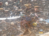 Pitcairn crab at Down Rope